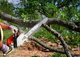 Best Tree Risk Assessment  in Encinitas, CA