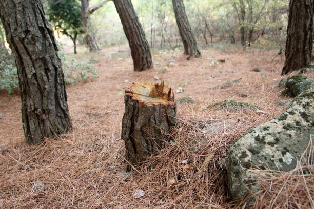Best Tree Disease Treatment  in Encinitas, CA