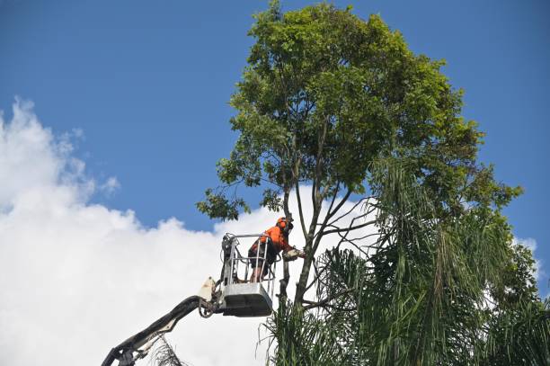 Best Lawn Fertilization  in Encinitas, CA