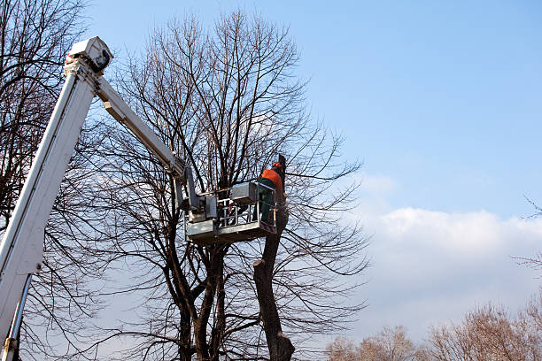 Best Tree Trimming and Pruning  in Encinitas, CA